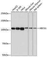 ABCG1 Antibody in Western Blot (WB)