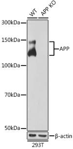 Amyloid Precursor Protein Antibody in Western Blot (WB)