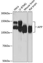 Amyloid Precursor Protein Antibody in Western Blot (WB)