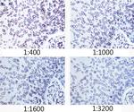 Lamin A/C Antibody in Immunohistochemistry (Paraffin) (IHC (P))