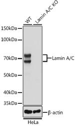 Lamin A/C Antibody in Western Blot (WB)