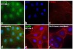 Caspase 6 Antibody in Immunocytochemistry (ICC/IF)