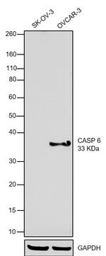 Caspase 6 Antibody