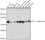 14-3-3 beta Antibody in Western Blot (WB)