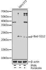 Phospho-Bad (Ser112) Antibody in Western Blot (WB)