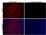 CD14 Antibody in Immunohistochemistry (Paraffin) (IHC (P))