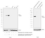 CD14 Antibody