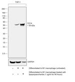 CD14 Antibody