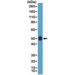 CD14 Antibody in Western Blot (WB)