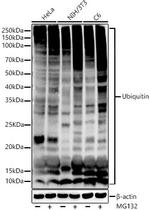 Ubiquitin Antibody in Western Blot (WB)