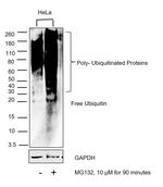 Ubiquitin Antibody in Western Blot (WB)