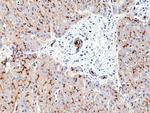 CD13 Antibody in Immunohistochemistry (Paraffin) (IHC (P))