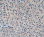 Amphiregulin Antibody in Immunohistochemistry (Paraffin) (IHC (P))