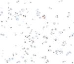 STAT6 Antibody in Immunocytochemistry (ICC/IF)