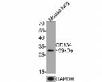 OX40 (CD134) Antibody in Immunocytochemistry (ICC/IF)