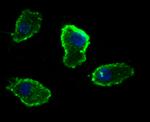 OX40 (CD134) Antibody in Immunocytochemistry (ICC/IF)