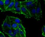 OX40 (CD134) Antibody in Immunocytochemistry (ICC/IF)