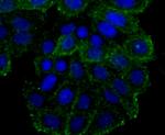 OX40 (CD134) Antibody in Immunohistochemistry (Paraffin) (IHC (P))