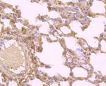 OX40 (CD134) Antibody in Immunohistochemistry (Paraffin) (IHC (P))