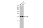 SOD1 Antibody in Western Blot (WB)