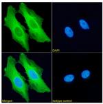 HSP27 Antibody in Immunocytochemistry (ICC/IF)