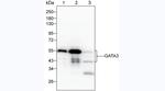 GATA3 Antibody in Western Blot (WB)