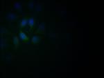 NeuroD1 Antibody in Immunocytochemistry (ICC/IF)