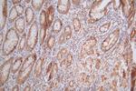 Histone H4 Antibody in Immunohistochemistry (Paraffin) (IHC (P))