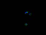 CTLA-4 Antibody in Immunocytochemistry (ICC/IF)