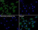 K-Ras Antibody in Immunocytochemistry (ICC/IF)