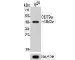 CD79a Antibody in Western Blot (WB)