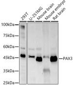 PAX3 Antibody in Western Blot (WB)