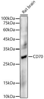 CD70 Antibody in Western Blot (WB)