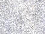 IL-33 Antibody in Immunohistochemistry (Paraffin) (IHC (P))