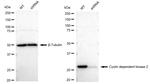 CDK2 Antibody