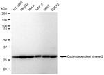 CDK2 Antibody in Western Blot (WB)