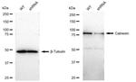 Calnexin Antibody