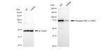 Phospho-PKC alpha (Thr497) Antibody