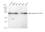 Phospho-PKC alpha (Thr497) Antibody in Western Blot (WB)