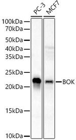 BOK Antibody in Western Blot (WB)