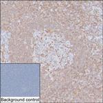 IL-16 Antibody in Immunohistochemistry (Paraffin) (IHC (P))