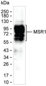 CD204 Antibody in Western Blot (WB)