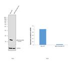 alpha Synuclein Antibody