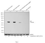 p53 Antibody