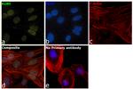 Ku80 Antibody in Immunocytochemistry (ICC/IF)