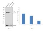 Ku80 Antibody in Western Blot (WB)