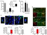 Thrombospondin 1 Antibody in Immunohistochemistry (Frozen) (IHC (F))