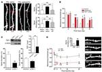 Thrombospondin 1 Antibody in Western Blot (WB)