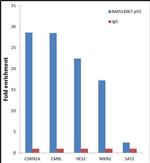 p53 Antibody in ChIP Assay (ChIP)