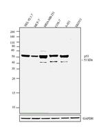 p53 Antibody in Western Blot (WB)